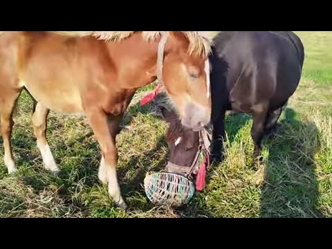 Видео: ЛОШАДИ🐎КОБЫЛА АЗА ДЕЛИТСЯ С МАЛЬВИНОЙ ЯБЛОКАМИ🍏🍀🐎