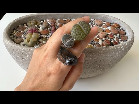 Видео: Литопсы/ Lithops. Реакции литопсов на лишнюю воду. Что бывает, если литопсы перелить.😱 08.05.2023