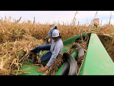 Видео: Кукурузное поле, которое меня полностью победило