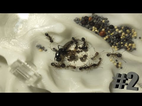 Видео: НУ СКОЛЬКО МОЖНО А!? /  Муравьиная ферма #2.