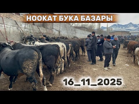Видео: ЧОҢ БУКАЛАР МАЙДА ЭРКЕК ТОРПОКТОР НООКАТ БАЗАРЫ / 16 ноябрь  2025  Жыл