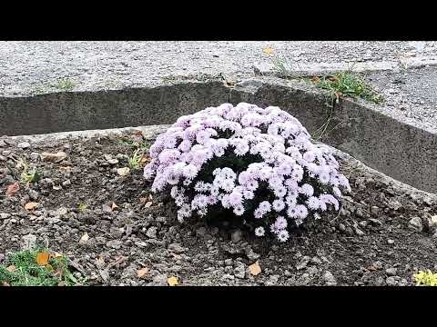 Видео: Спостереження за осінньою галявиною в середині осені .