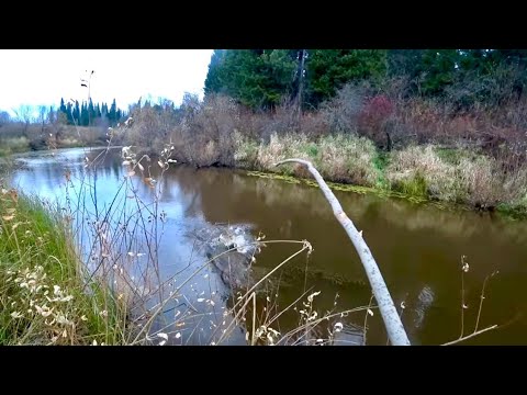 Видео: Наловили живцов на паук! Воевода завез в глухомань на рыбалку на щуку!