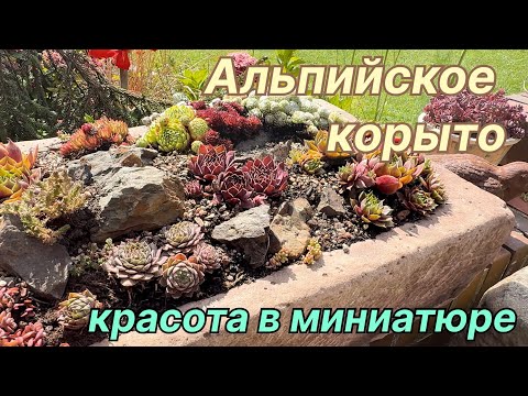 Видео: Альпийское корыто - магия с каменными розами: мини-сад для души 🌿 Mein Garten 🌿