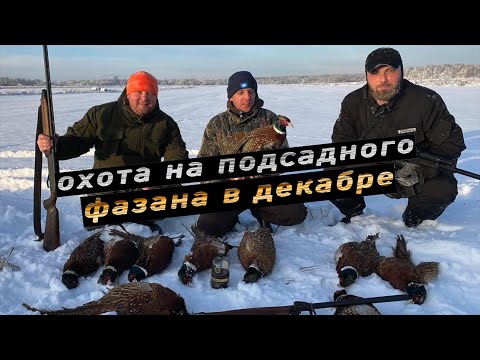 Видео: Охота на подсадного фазана в декабре 2021