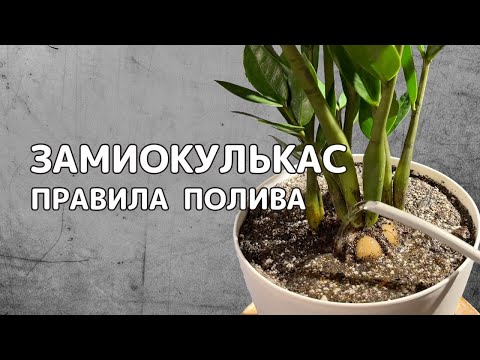 Видео: ПОЛИВ ЗАМИОКУЛЬКАСА | Как это делать правильно?