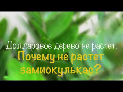 Видео: Почему не растет Замиокулькас? Быстрое решение проблемы!