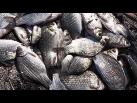 Видео: Лужа.