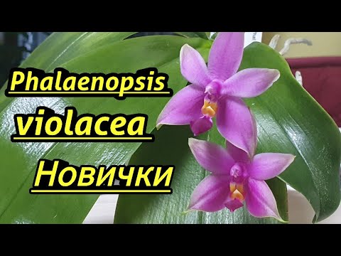 Видео: Phalaenopsis violacea "Sumartriana " и НОВИЧКИ в моей коллекции.