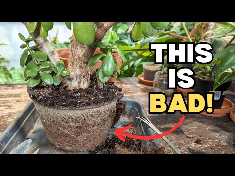 Видео: БЕЗУМНЫЕ НЕФРИТОВЫЕ КОРНИ и новая почва