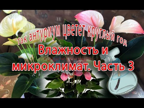 Видео: Как влажность и микроклимат влияют на рост наших растений? Часть 3.