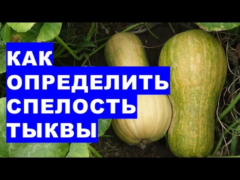 Видео: Как определить спелость тыквы на огороде. Внешние признаки спелости плодов тыквы