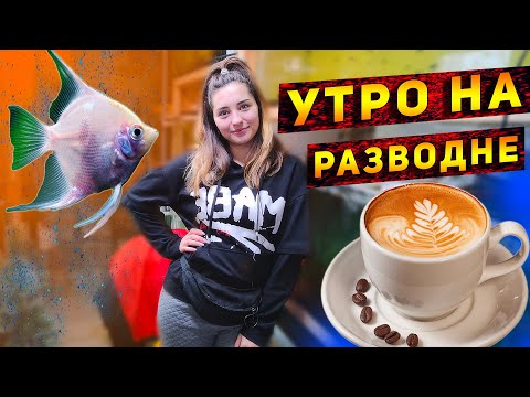 Видео: Как начинается утро на разводне у Аленки!