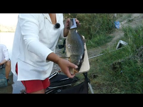 Видео: РЫБАЛКА НА РЕКЕ ИЛИ КАК ДВА ПАРОВОЗА БЫЛИ НА НАШЕМ БЕРЕГУ САЗАН;, ВОБЛА;, КАРАСЬ август 2023