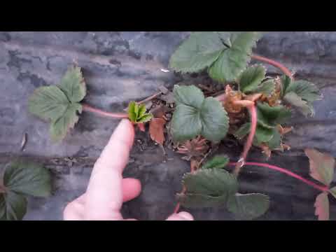 Видео: коли можна садити полуничку