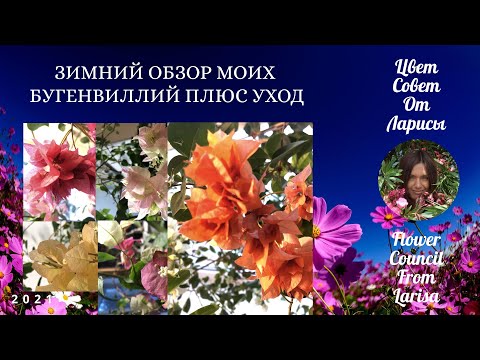 Видео: ЗИМНИЙ ОБЗОР МОИХ БУГЕНВИЛЛИЙ ПЛЮС УХОД