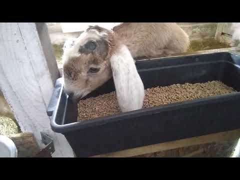 Видео: Как приучить козлят к зерну?