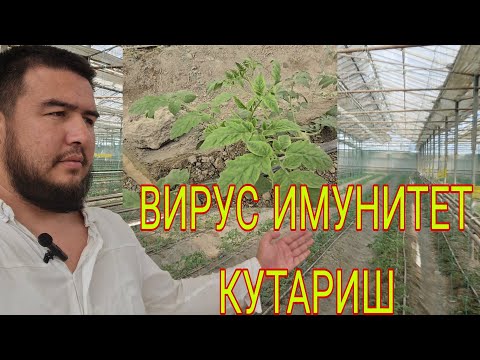 Видео: ВИРУСГА КАРШИ КУРАШИШ УЧУН ТАВСИЯЛАР. КУЧАТЛАР ИМУНИТЕТИНИ КУТАРУВЧИ ОЗУКАЛАР