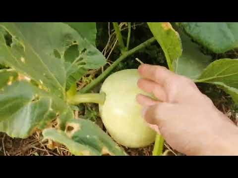 Видео: Уход за тыквой в августе. #тыква