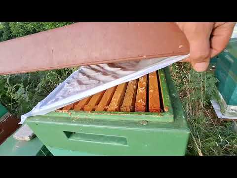 Видео: Ворачиваем последних пчёл домой.
