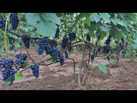 Видео: Виноград в Ленинградской области. Открытый грунт. 17.08.2024