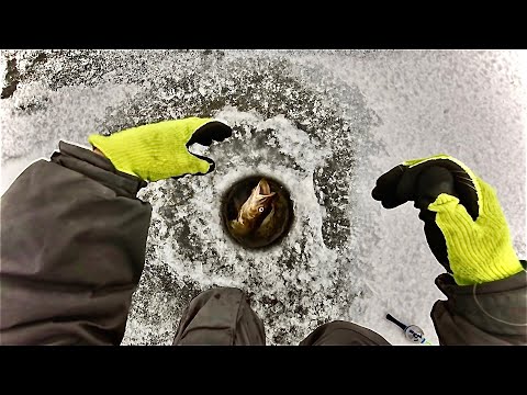 Видео: ПОД КОНЕЦ РЫБАЛКИ НАРВАЛИСЬ НА РАБОЧИЕ ЛУНКИ | Рыбалка выходного дня по первому льду.
