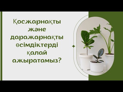 Видео: Қосжарнақты және даражарнақты өсімдіктерді қалай ажыратады?#биология #өсімдік#қосжарнақты#даранақты