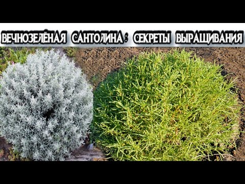 Видео: САНТОЛИНА - Посадка, Уход, Обрезка, Размножение - Как Ухаживать за Сантолиной - Сантолина Зимой