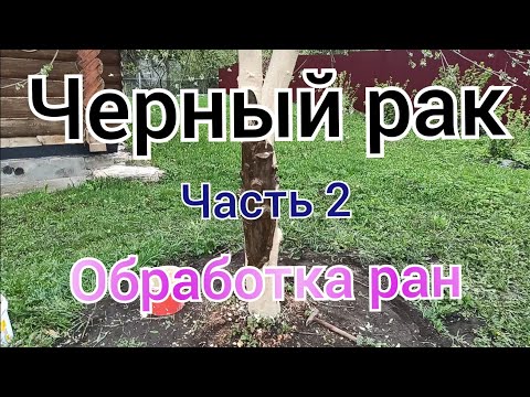 Видео: Как вылечить черный рак деревьев? Разные варианты + средство по совету агронома.