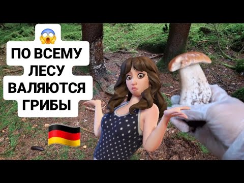 Видео: 🇩🇪 ГРИБАЛКА 😱 ГРИБЫ ВАЛЯЮТСЯ ПО ВСЕМУ ЛЕСУ 😍 ГОТОВИМ БЕЛЕНЬКИЕ 🤗 #обзор #грибалка #nature #pilzen 