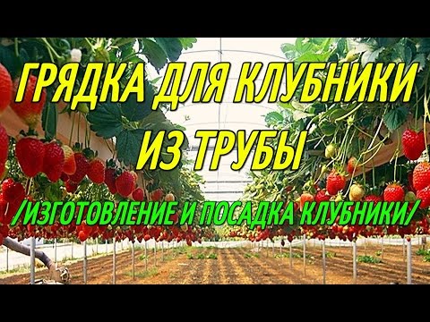 Видео: КЛУБНИКА В ТРУБАХ/ИЗГОТОВЛЕНИЕ ГРЯДКИ ИЗ ТРУБЫ И ПОСАДКА КЛУБНИКИ.