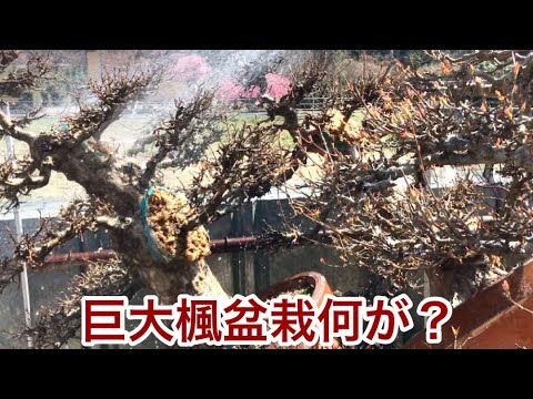 Видео: Я превращу огромный кленовый бонсай, который я встретил при жизни, в маленький бонсай ・ Yajimaen