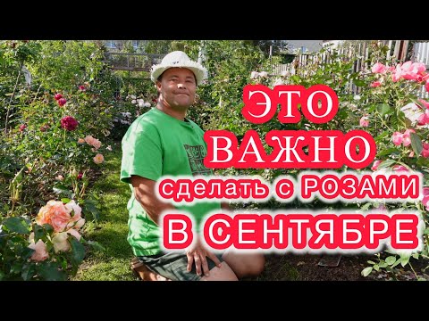 Видео: Розы в сентябре  Что нужно и важно успеть сделать