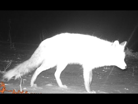 Видео: Молчание ягнят. Вторая привада на волка. Ставим ловушку.Часть 2.