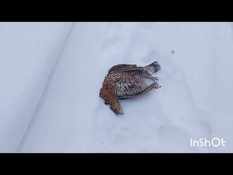 Видео: Промысел соболя.Проверка путика.