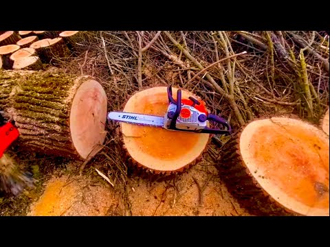 Видео: Пилим дрова в лесу штиль 180 ,огромная ракита распиливаем STIHL-180 ,Могилёв 5,5