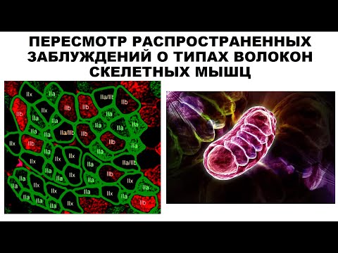 Видео: ПЕРЕСМОТР РАСПРОСТРАНЕННЫХ ЗАБЛУЖДЕНИЙ О ТИПАХ ВОЛОКОН СКЕЛЕТНЫХ МЫШЦ