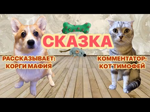 Видео: Корги рассказывает сказку | Кот комментатор | Животные