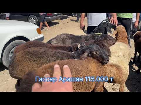 Видео: Шымкент Мал Базар Парода Гиссар Арашан Қошқар Қой Тоқты 10.09.2025