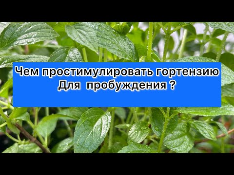 Видео: Как простимулировать, реанимировать, чем полить и в какой грунт посадить метельчатую гортензию
