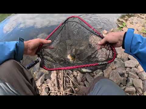 Видео: Ловля головня. Удар в пʼяту ⚡️