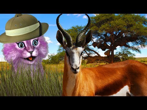 Видео: КТО МЕНЯ СЪЕЛ?! ДИКАЯ САВАННА В РОБЛОКС! roblox Wild Savanna