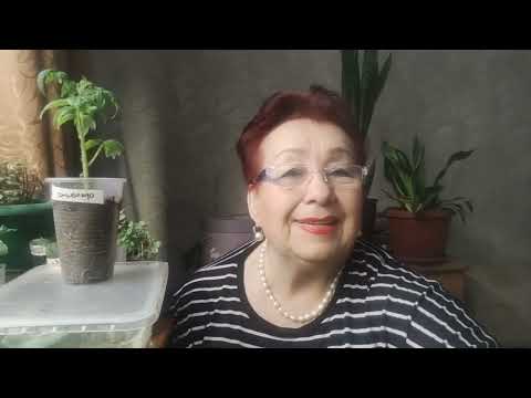 Видео: сегодня 5 февраля 2025года я пикирую томаты для обогреваемой теплицы