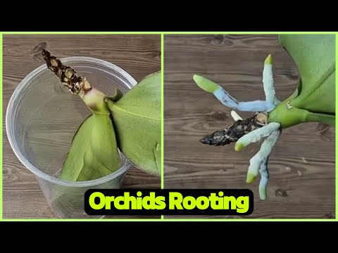 Видео: Кофе и чеснок!!! Они заставляют орхидеи отращивать бесконечное количество новых корней.