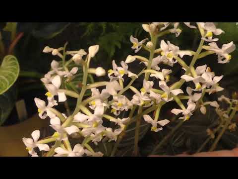 Видео: Как ДОБИТЬСЯ пышного ЦВЕТЕНИЯ орхидеи ЛУДИЗИИ  От чего КРАСНЕЮТ ЛИСТЬЯ у ДРАГОЦЕННОЙ ОРХИДЕИ