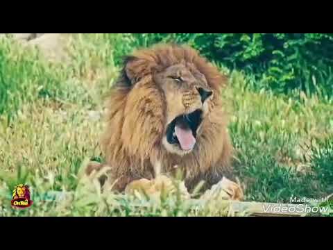 Видео: Боби Тичорат ~2~ Ҳоҷи Мирзо