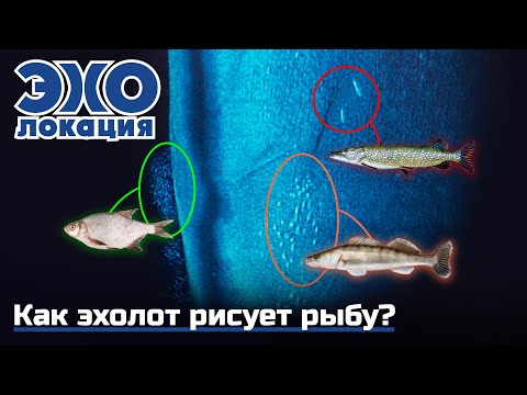 Видео: КАК ЭХОЛОТ РИСУЕТ РЫБУ? Как выглядит судак, окунь и щука на экране эхолота. ЭХОлокация #4