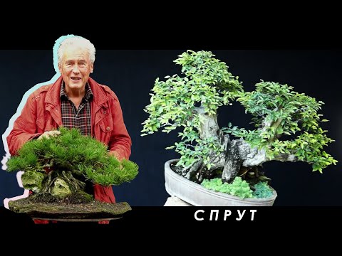 Видео: МЕЖДУНАРОДНАЯ БОНСАЙ АКАДЕМИЯ с Уолтером Полом 2013 - Часть 7 / "Спрут"