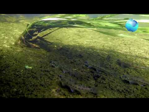 Видео: Сказочная река Ворона (Тамбовская область)