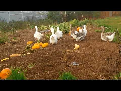 Видео: Кормление гусей Холмогоров.  Рацион питания.  Мой опыт.